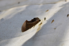 Gonodonta