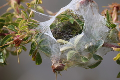 Dolomedes