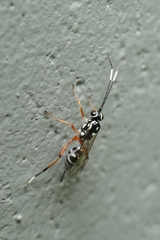 Glabridorsum stokesii