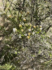 Epacris breviflora