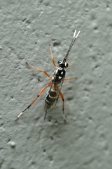 Glabridorsum stokesii