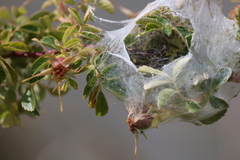 Dolomedes