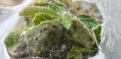 Dolomedes