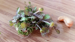 Leptinella squalida squalida