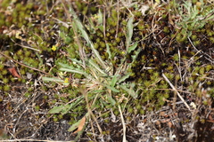 Leontodon saxatilis