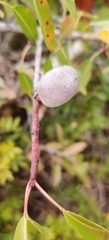 Prunus amygdalus