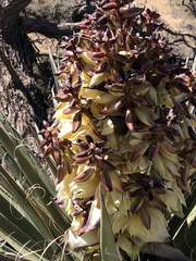 Yucca baccata