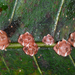 Ceroplastes rubens - Photo (c) Mark Yokoyama, algunos derechos reservados (CC BY-NC-ND)
