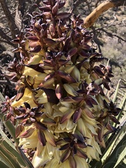Yucca baccata