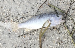 Bairdiella chrysoura