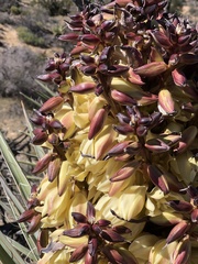 Yucca baccata