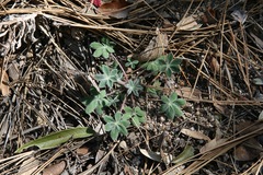 Lupinus huachucanus