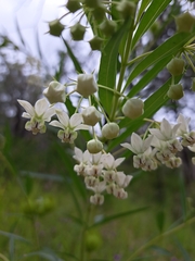 Gomphocarpus physocarpus