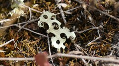 Xanthoparmelia semiviridis