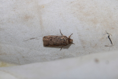 Janseodes melanospila