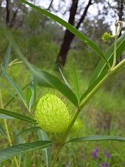 Gomphocarpus physocarpus