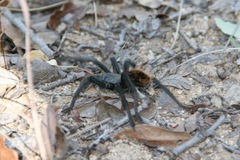 Aphonopelma madera