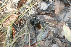 Aphonopelma madera