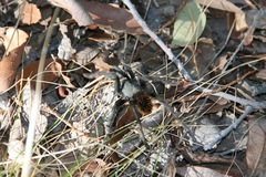 Aphonopelma madera