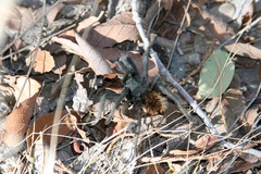 Aphonopelma madera