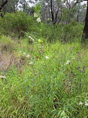Gomphocarpus physocarpus