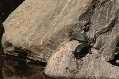 Kinosternon integrum