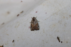 Gonodes liquida