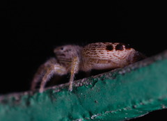 Rudakius