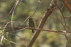 Empidonax hammondii