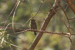 Empidonax hammondii