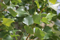 Populus nigra