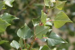 Populus nigra