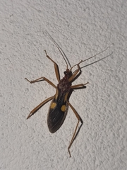 Zelurus transnominalis