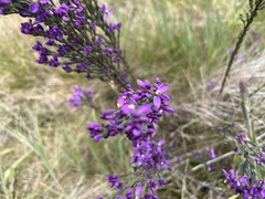 Comesperma retusum