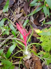 Tillandsia bulbosa