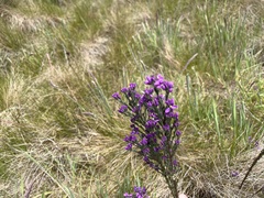 Comesperma retusum
