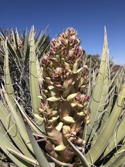 Yucca schidigera