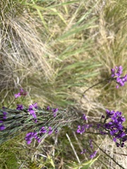 Comesperma retusum