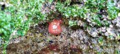 Actinia fragacea