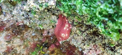 Actinia fragacea