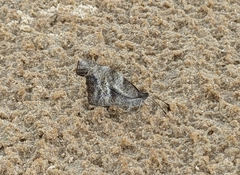 Nymphalidae