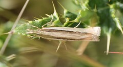 Orocrambus ramosellus