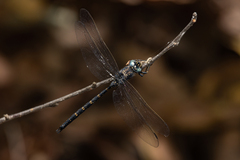 Austroaeschna anacantha