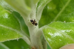 Ausejanus albisignatus