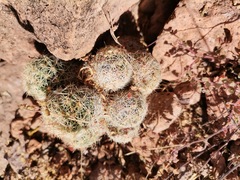 Escobaria chihuahuensis