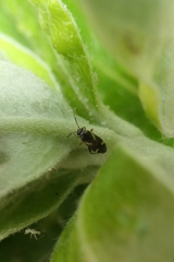 Ausejanus albisignatus