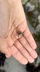 Hemigrapsus oregonensis