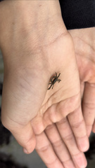 Hemigrapsus oregonensis