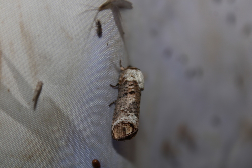 Pecan Carpenterworm Moth photo 5