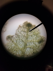 Trichocolea tomentella